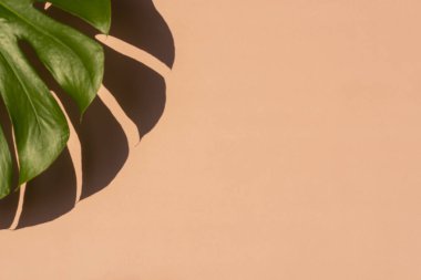 Açık pembe arka planda tropik yaprak canavarı. Minimum yaz tropikal arkaplanı