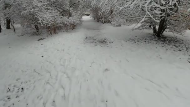 Zima ve městě. Kamera se pohybuje přímo mezi holými stromy a keři pokrytými sněhem — Stock video