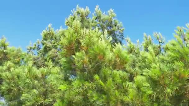 Fresh pine tree branches with green needles move by wind on blue sky background. Sunlight through needles. Real beautiful background of natural national park in Spain. 4K video — Stock Video