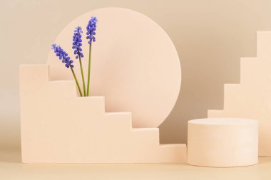 Geometrik şekilli ve mavi muscari çiçekli modaya uygun bahar kompozitonu. Ürün sunumu için podyum platformu ve pastel bej arka planda bahar çiçekleri. Ön görünüm