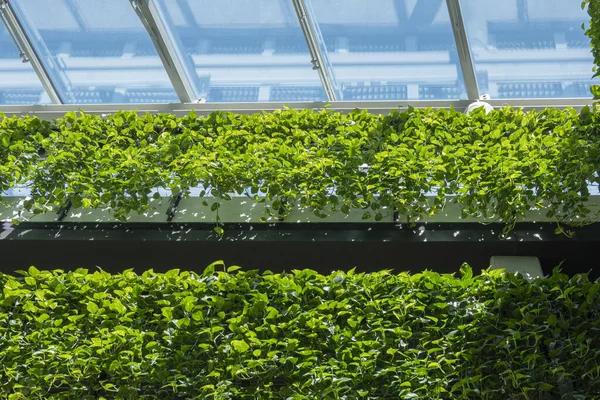 Green architecture. Green wall with flowers and plants, vertical garden inside modern building. Low angle view