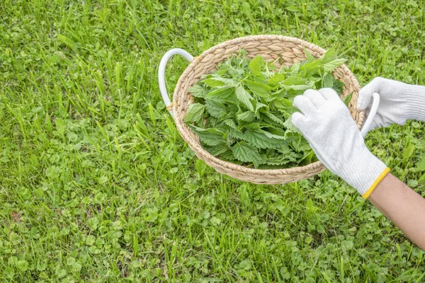 Manos de mujer con guantes protectores blancos cosechando hojas de ortiga fresca en un día soleado en el prado — Foto de Stock