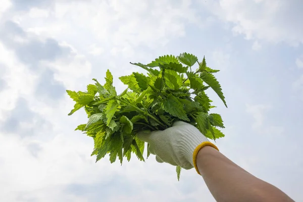 Ramo de hojas de ortiga fresca cosechada en la mano de la mujer sobre el fondo del cielo. Alimentos saludables, superalimentos, hierbas para la salud y la belleza, cosméticos para el cuidado de la piel, tratamiento del cabello — Foto de Stock