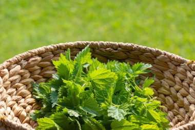 Çayırda taze ısırgan otu yapraklarıyla dolu sepet. Sağlıklı yiyecekler, süper yiyecekler, sağlık ve güzellik için bitkiler, cilt bakımı kozmetik ürünleri, saç tedavisi
