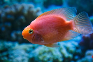 Bir akvaryum balık kırmızı papağan