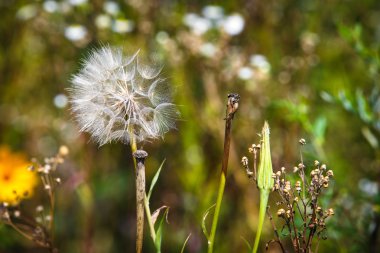 bir büyük karahindiba tohumları