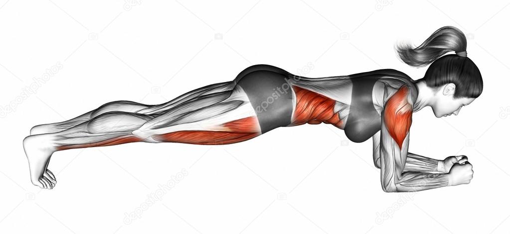 Plank exercise target muscles sale