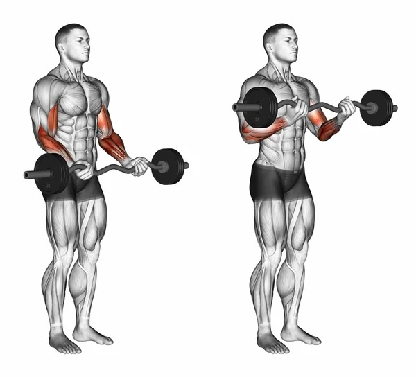 EZ Bar Curls — Stock Photo, Image