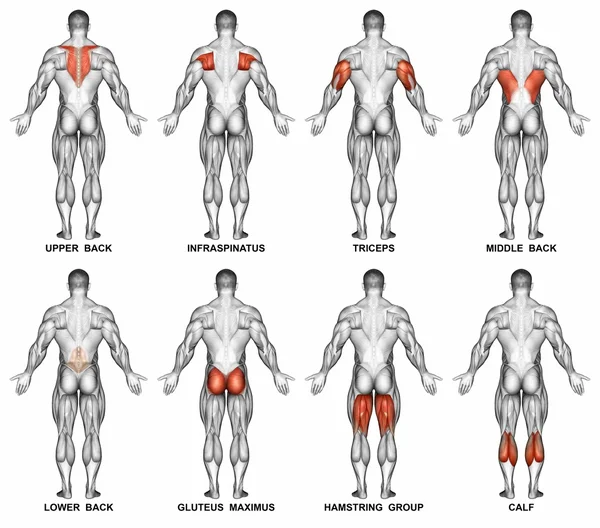 Proyección posterior del cuerpo humano —  Fotos de Stock