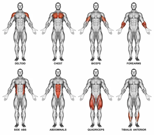 Proyección frontal del cuerpo humano — Foto de Stock