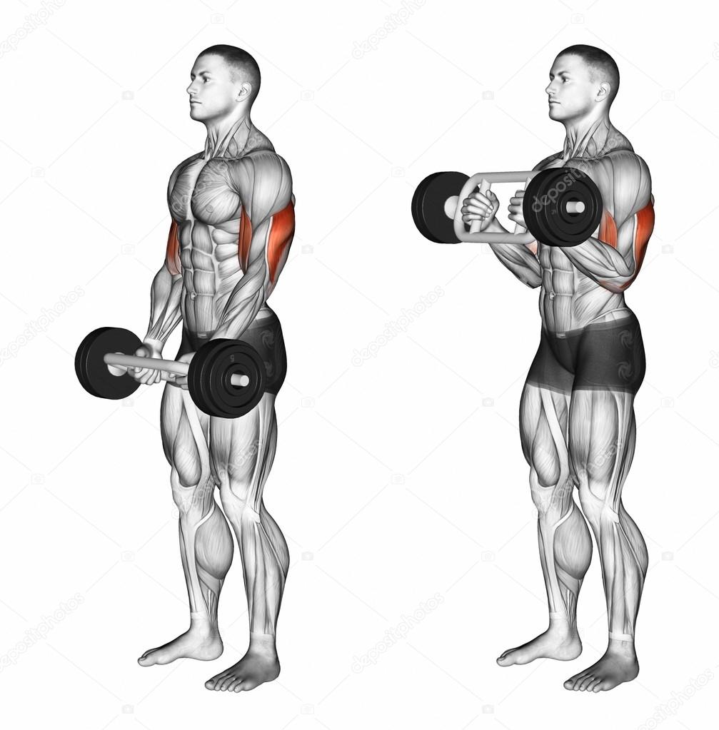 Triceps Bar Curls Stock Photo by ©print4ready@yahoo.com 113951326