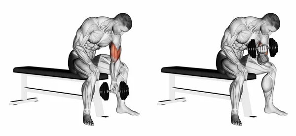 Silah bir dumbbell ile bükme konsantre