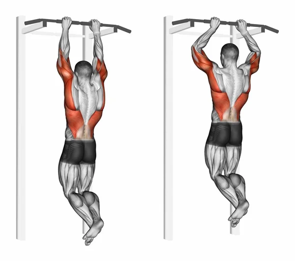 Brachialis üzerinde pull-up