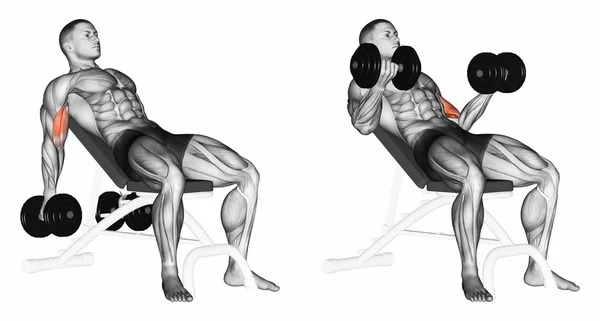 Hefdumbbells voor biceps spieren op een helling Bank Stockafbeelding