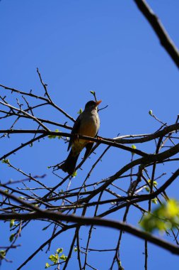thrush perched in a cherry tree