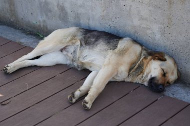 Köpek kaldırımda uyuyor.