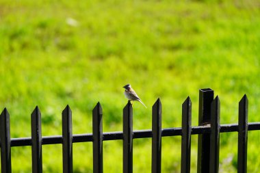 Şehirdeki demir bir çitin üzerine tüneyen paslı yakalı Serçe (Zonotrichia capensis)