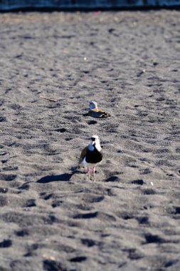 Kumda dinlenen iki güney kanadı