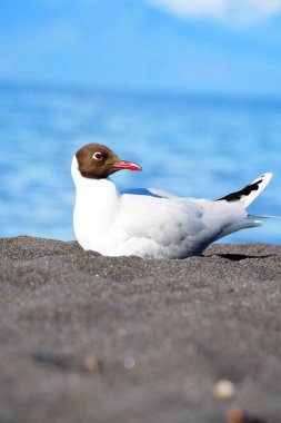 Capuchin martı (Chroicocephalus maculipennis) bir yaz günü plajda dinlenir.
