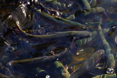 Nehirdeki somon sürüsü