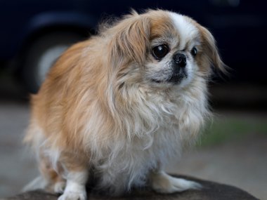 Pekingese; Evcil hayvan; köpek; sevimli köpek