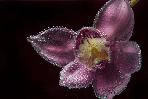 Tropicales exóticas, Cymbidium, orquídea, flores, orquídeas, gracia, pasión, floral, natural — Foto de Stock