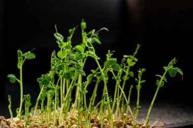 yeşil taze bezelye filizleri evde keten bir hasırda yetişiyor.