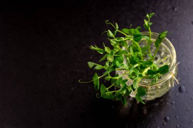 yeşil bezelye filizleri koyu bir zemin üzerinde