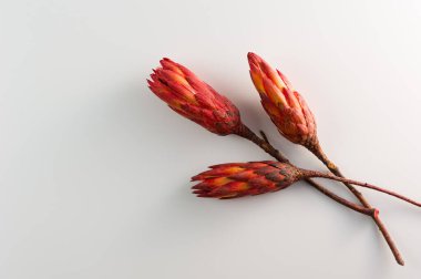 Metin yerleştirme için çiçekli beyaz arkaplan