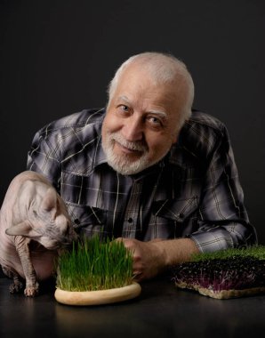 Yetişkin, kır saçlı bir erkek çiftçi kediye taze buğday filizleri yediriyor. Portre, stüdyo, karanlık arka plan, yakın plan, yüze ve kediye odaklan..