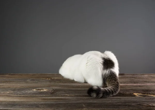 Gato Branco Está Preparando Para Saltar Fundo Cinza Com Lugar — Fotografia de Stock