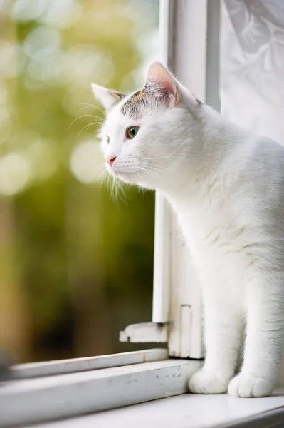 Gato Branco Senta Janela Olha Interessado Rua — Fotografia de Stock