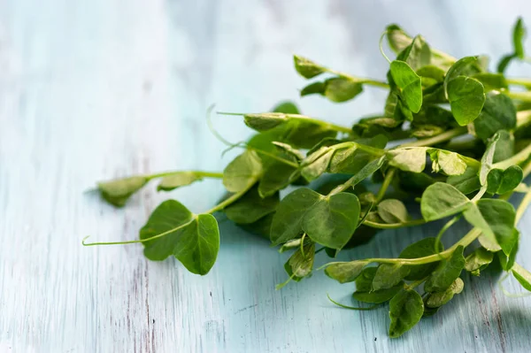 yeşil kesilmiş taze bezelye filizleri mavi ahşap arka planda