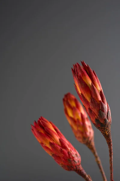 Αποξηραμένη Protea Protea Σκούρο Φόντο Χώρο Για Κείμενο Τρία Λουλούδια — Φωτογραφία Αρχείου