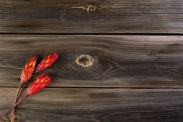 Karanlık bir arka planda, metin için yeri olan kurumuş protea protea, üç çiçek.