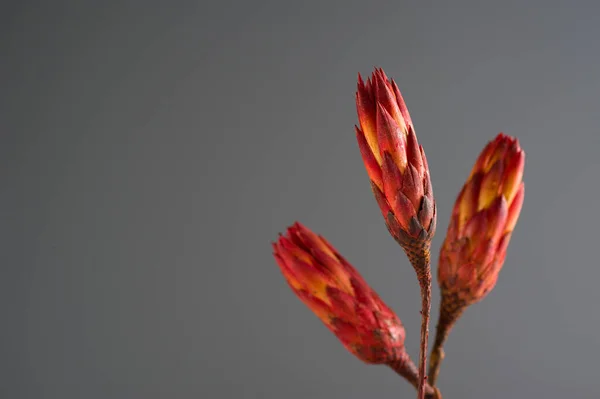 Αποξηραμένη Protea Protea Σκούρο Φόντο Χώρο Για Κείμενο Τρία Λουλούδια — Φωτογραφία Αρχείου
