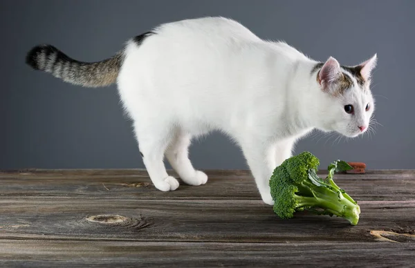 Witte Kat Vegetariër Een Houten Tafel Geïnteresseerd Broccoli Kool — Stockfoto