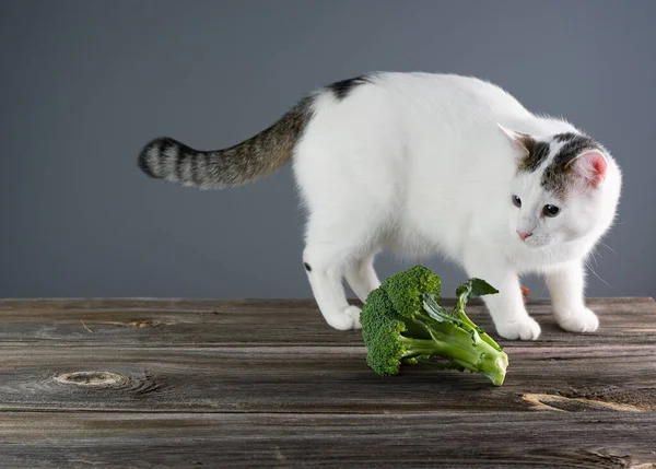 Witte Kat Vegetariër Een Houten Tafel Geïnteresseerd Broccoli Kool — Stockfoto