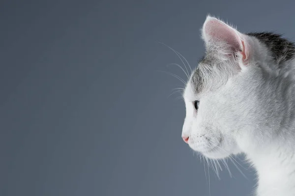 Gatto Bianco Prepara Saltare Uno Sfondo Grigio Con Posto Testo — Foto Stock