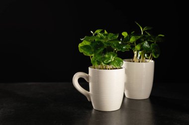 Kahve ağacı fincanda filizlenir, arka planda filizlenir, evde kahve yetiştirilir.