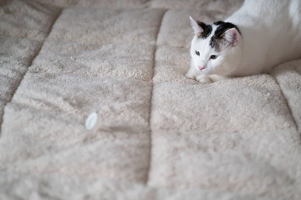 white cat preparing to jump on a toy, fluffy warm blanket, place for text