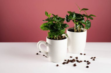 Beyaz fincanlar içinde kahve ağacının küçük tohumları dağınık kahve çekirdekleri, mercan arkaplan, yazı yazmak için yer.