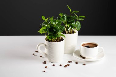 Beyaz fincanlar içinde kahve ağacının küçük tohumları beyaz bir masanın üzerinde kahve çekirdekleri, koyu yeşil kahve, gri arka plan, mesaj için yer