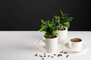 Beyaz fincanlar içinde kahve ağacının küçük tohumları beyaz bir masanın üzerinde kahve çekirdekleri, koyu yeşil kahve, gri arka plan, mesaj için yer