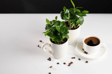 Beyaz fincanlar içinde kahve ağacının küçük tohumları beyaz bir masanın üzerinde kahve çekirdekleri, koyu yeşil kahve, gri arka plan, mesaj için yer