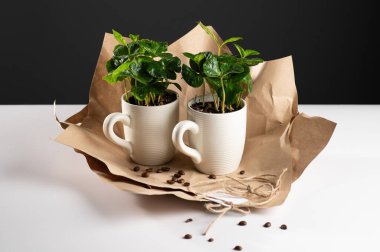 Beyaz bir fincanda kahve ağacının küçük fideleri beyaz bir masanın üzerindeki el sanatları kağıdına sarılı, dağınık kahve çekirdekleri, gri arka plan, mesaj için yer.