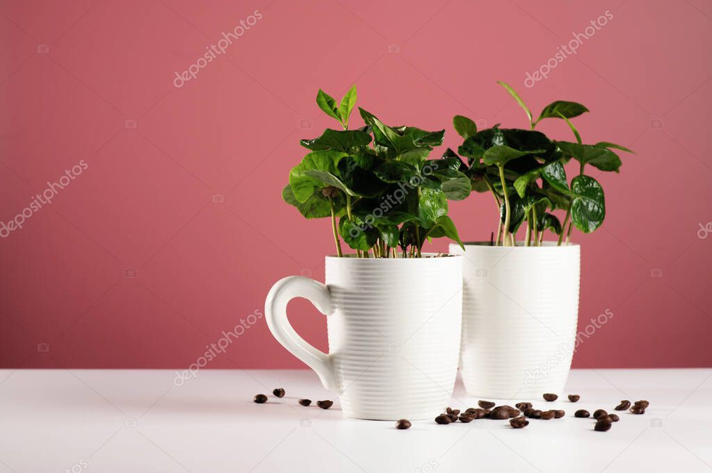 small seedlings of a coffee tree in white mugs on a white table with scattered coffee beans, coral background, place for text