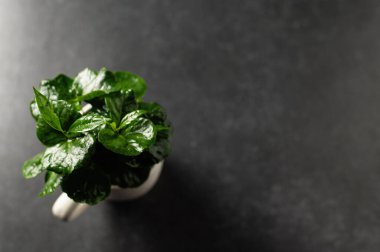 Gri arkaplan manzaralı bir fincanda kahve ağacı filizleri, metin için boş alan