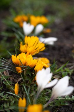 Çiçek açan bahar sarısı çiçekler doğada büyüyor.