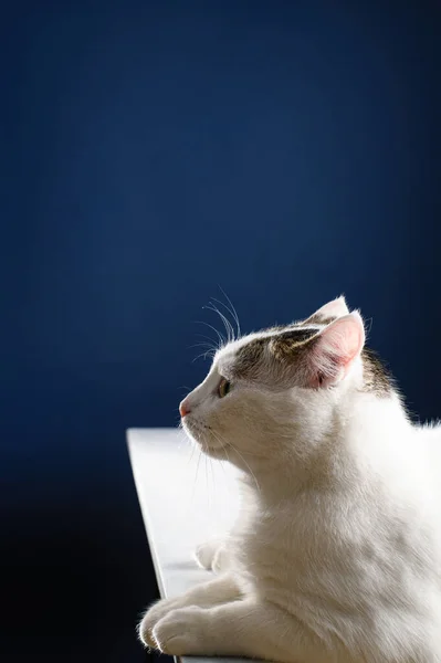 Bonito Jovem Gato Branco Encontra Uma Mesa Branca Olha Para — Fotografia de Stock
